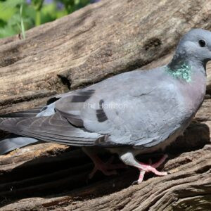 Stock Dove seen on a dead tree in Salford Priors