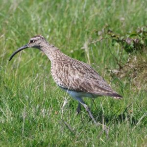Whimbrel seen at Rye reserve near Gasson's ruin.
