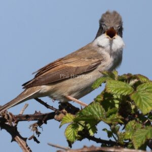 Whitethroat seen calling at Dungeness reserve