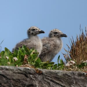 2 Herring Gull chicks seen on the dock at Holyhead Harbour