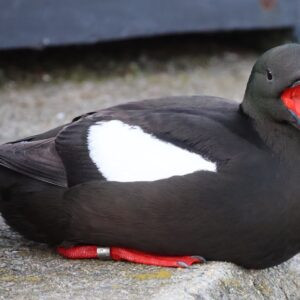Black Guillemot seen on Holyhead docks