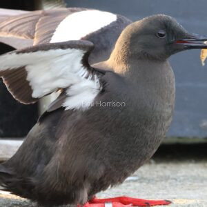 Black Guillemot seen landing on the dock wall at Holyhead