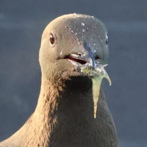 Black Guillemot seen on Holyhead dock wall with a small fish in its beak