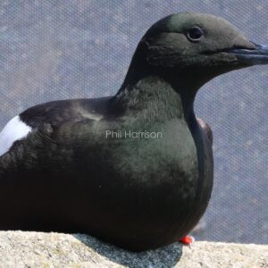Black Guillimot swwn in Holyhead Harbour