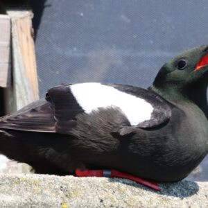 Black Guillimot seen in Holyhead Harbour