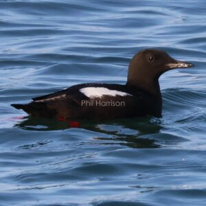 Black Guillimot seen swimming in Holyhead Harbour