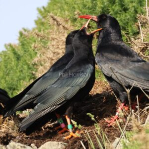 Chough feeding its young seen at Anglesey