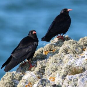 Chough seen on the cliffs by South Stack Anglesey