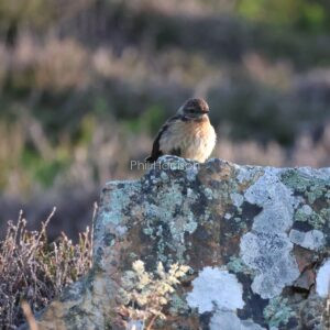 Fledgling Stonechat seen at South Stack Anglesey