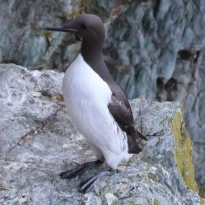 Guillimot seen at South Stack Anglesey