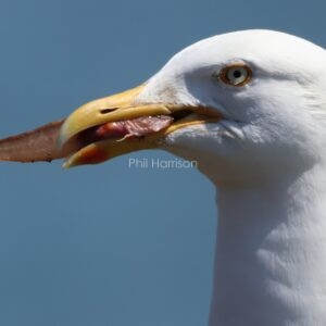 Herring Gull seen feeding on the dock at Holyhead Harbour