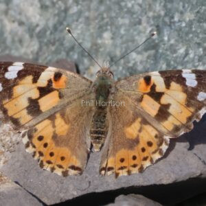 Painted Lady on rocks seen at Holyhead Harbour
