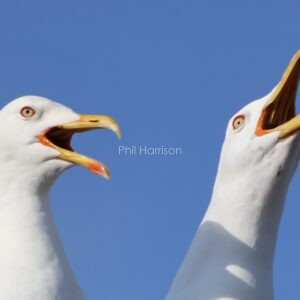 Pair of Lesser Black Backed Gulls seen calling at Holyhead docks.