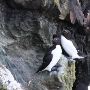 Razorbills seen at South Stack Anglesey