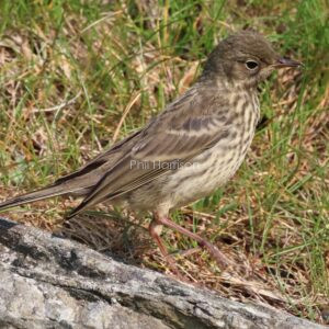 Rock Pipit seen at South Stack Anglesey