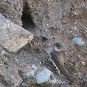 Sand Martin seen by its nest on Anglesey