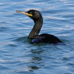 Shag seen swimming in Holyhead Harbour