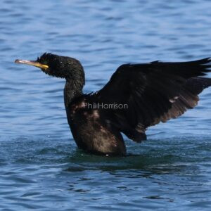 Shag seen posturing on the water in Holyhead Harbour