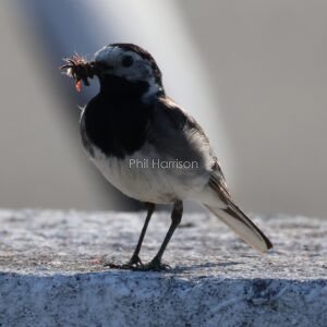 White Wagtail seen on the dock wall at Holyhead.