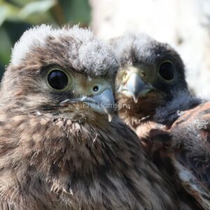 Young Kestrels a close up seen on the Romney Marsh.