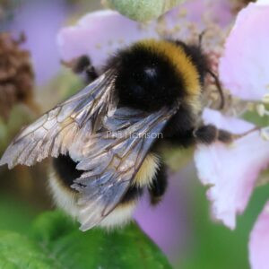 Buff Tailed Bumble Bee on a bramble flower