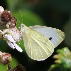 Cabbage White Butterfly on a bramble flower