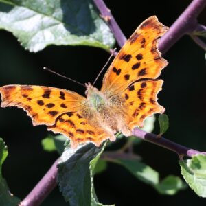 Comma Butterfly on some ivy