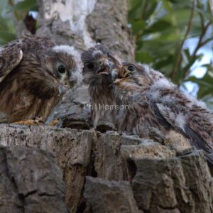 Kestrels Feeding seen on the Romney Marsh