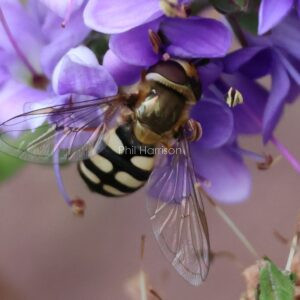 Close up of a Hover Fly seen on a purple flower.