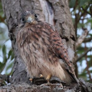 Juvenile Kestrel sat perched on a dead tree