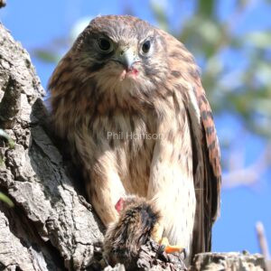 Young Kestrel enjoying a small rodent