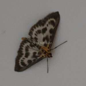 Magpie Moth on the wall of my home
