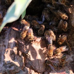 Cape Honey Bees seen with the queen entering their nest in a tree near New Romney