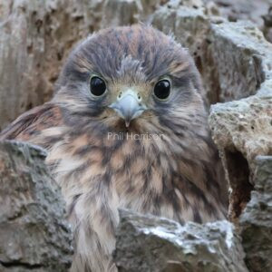 Young Kestrel staring out from a dead tree