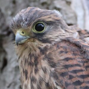 Young Kestrel perched in a dead tree