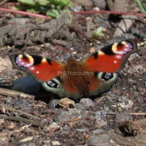 Peacock Butterfly seen by the side of the road