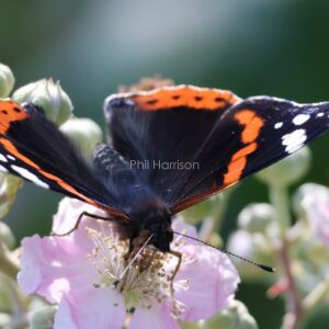 Red Admiral seen on a bramble flower