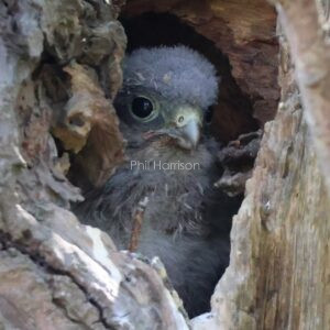 Young Kestrel seen peeping out from a hole in a tree near New Romney.