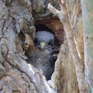 Young Kestrel