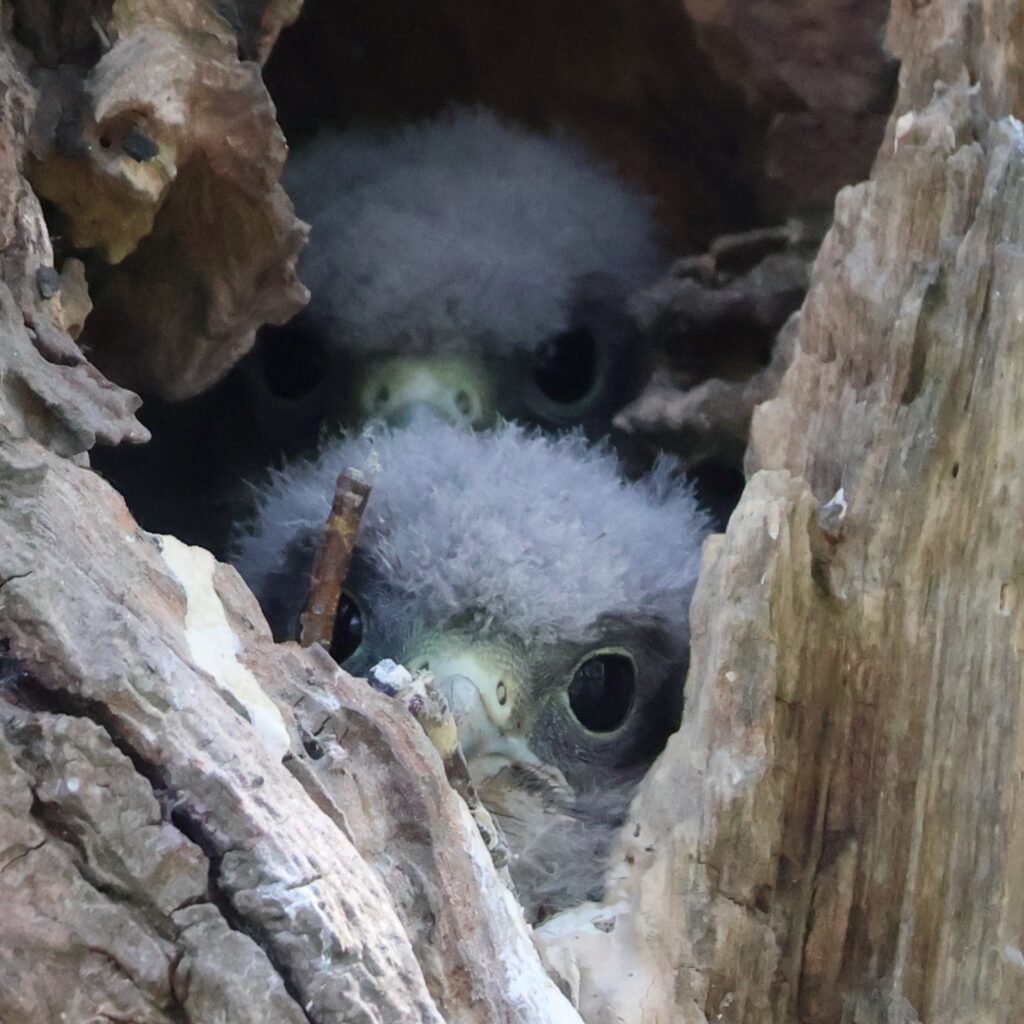 Young Kestrels