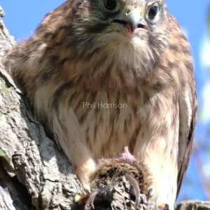 Young Kestrel enjoying a small Rodent