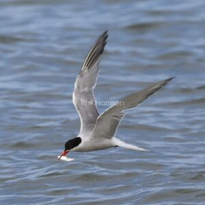 Common Tern flying over the North sea with a fish in its beak.