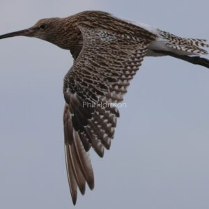 Curlew flying over head at Holme beach.