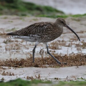 Curlew seen walking on the beach at Holme.