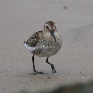 Dunlin walking on the sand at Titchwell beach.