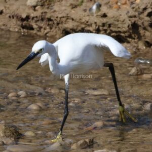 Little Egret seen hunting for food in Rye Harbour