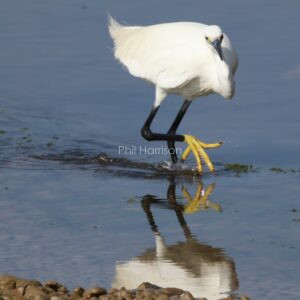 Little Egret seen hunting food at Rye Harbour