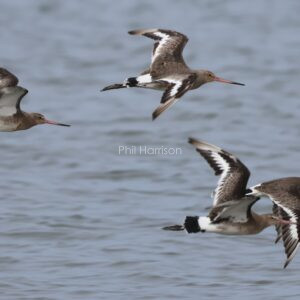 Black tailed Godwits flying over the North Sea.