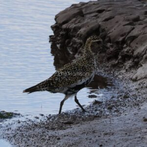 Golden Plover seen walking on the mud flats at Snettisham reserve.