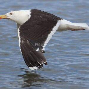 Great Black Backed Gull flying over the North Sea.